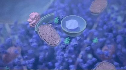 断食多久，才能激发自噬？才能有效果……