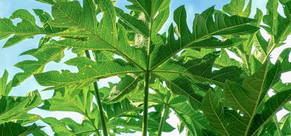 木瓜叶的7个新好处和用途