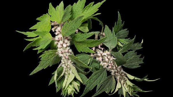 7天瘦3斤草莓减肥食谱？7天瘦3斤草莓减肥饮食计划