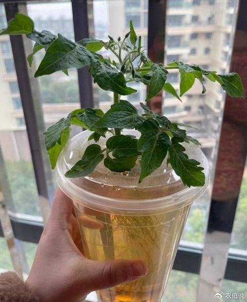 西红柿可以浇茶叶水吗