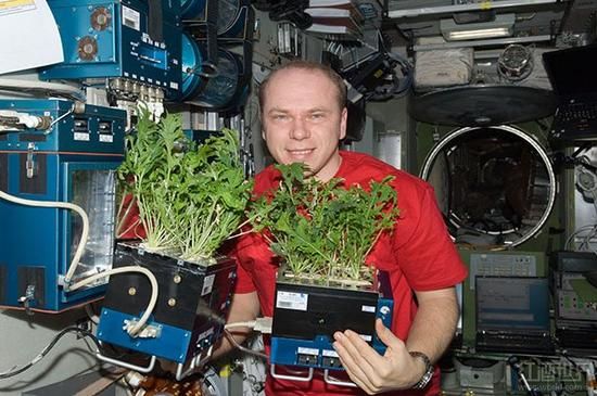 宇航员们正在研究如何在太空上种植新鲜水果和蔬菜