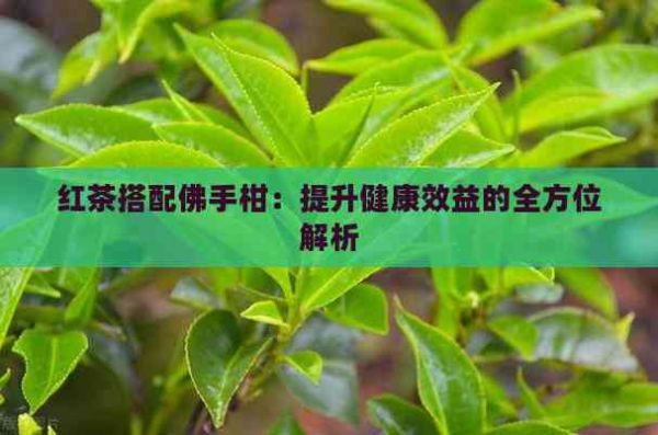 红茶搭配佛手柑：提升健康效益的全方位解析