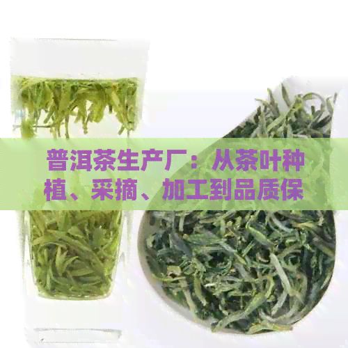 普洱茶生產(chǎn)廠：從茶葉種植、采摘、加工到品質(zhì)保障的全流程詳解