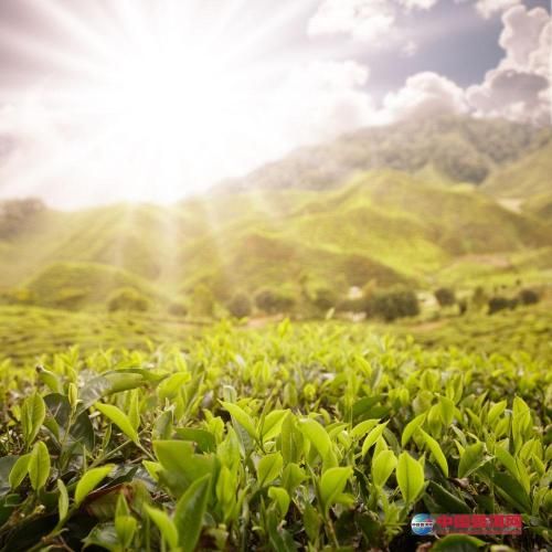 三招教你產(chǎn)出無危害茶葉