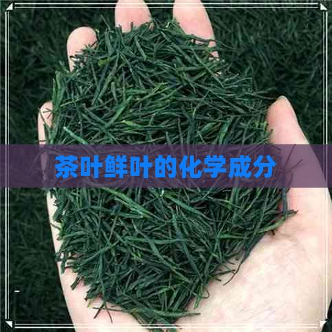 茶葉鮮葉的化學(xué)成分