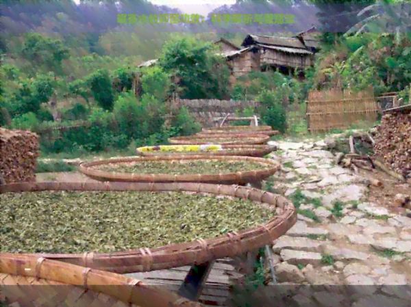 喝茶水的抑菌功效：科学解析与健建议