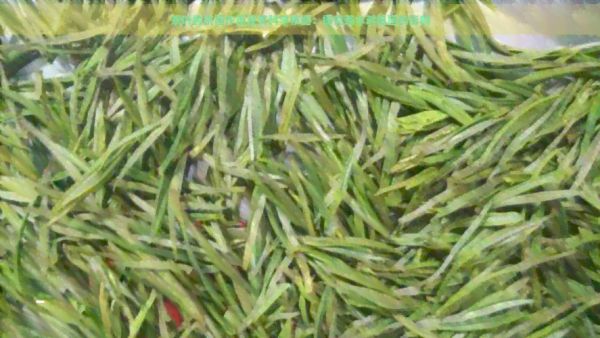 茶叶的抗菌作用及其科学依据：探究茶水对细菌的影响