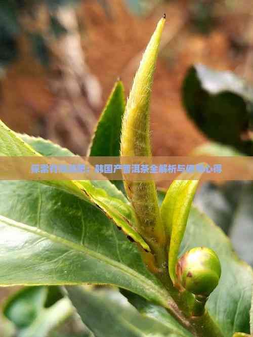 探索有效减肥：韩国产普洱茶全解析与使用心得
