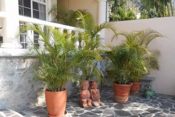 种上这3种盆栽植物，不用去海边也能感受热带风情