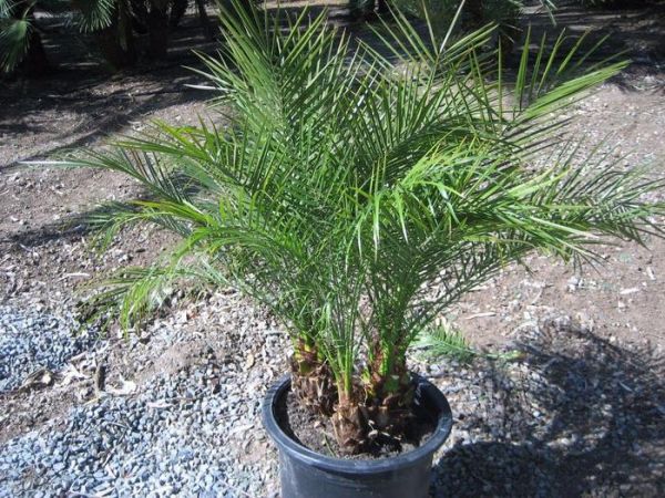 种上这3种盆栽植物，不用去海边也能感受热带风情