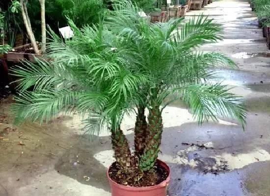 种上这3种盆栽植物，不用去海边也能感受热带风情