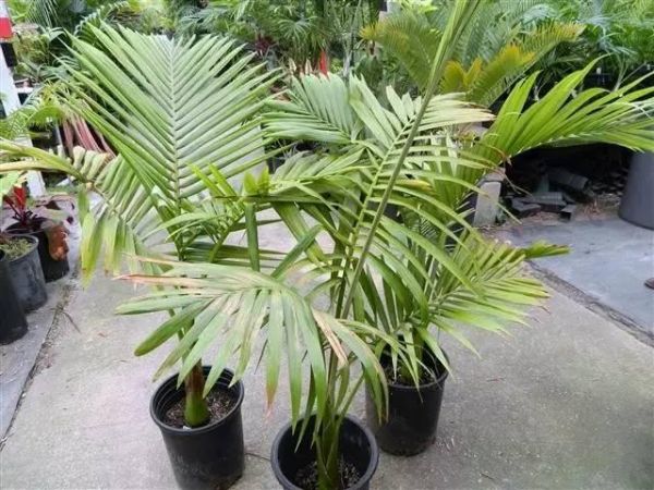种上这3种盆栽植物，不用去海边也能感受热带风情