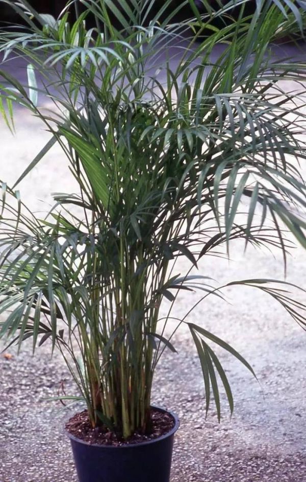 种上这3种盆栽植物，不用去海边也能感受热带风情