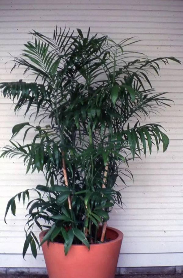 种上这3种盆栽植物，不用去海边也能感受热带风情