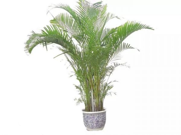 种上这3种盆栽植物，不用去海边也能感受热带风情