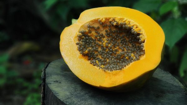 Tropische Pflanzenarten für den heimischen Garten