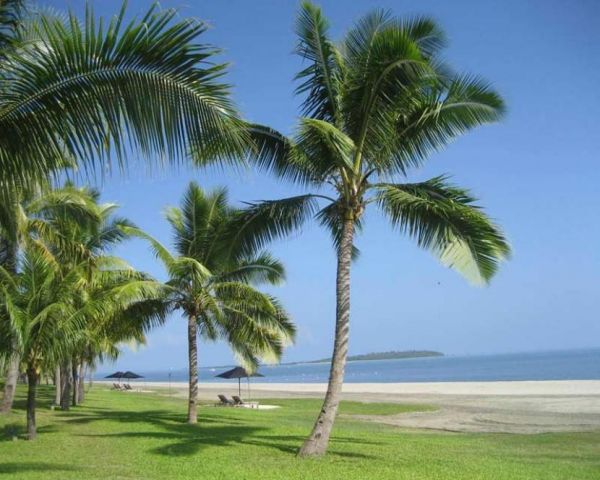 Palmera cocotera en una playa