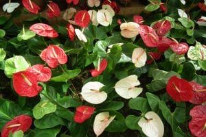 Grupo de Anthurium en flor