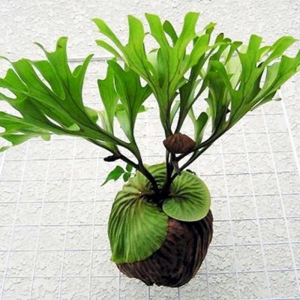亚热带花卉栽培 - 热带植物盆栽有哪些