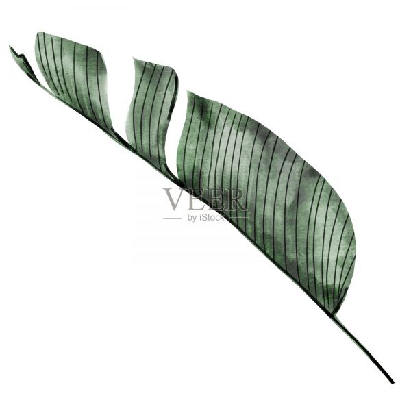 香蕉叶子。一种热带植物的水彩手绘。剪贴画上孤立的白色背景植物插图。为天然化妆品商店设计优雅的卡片、请柬和标签插画图片素材