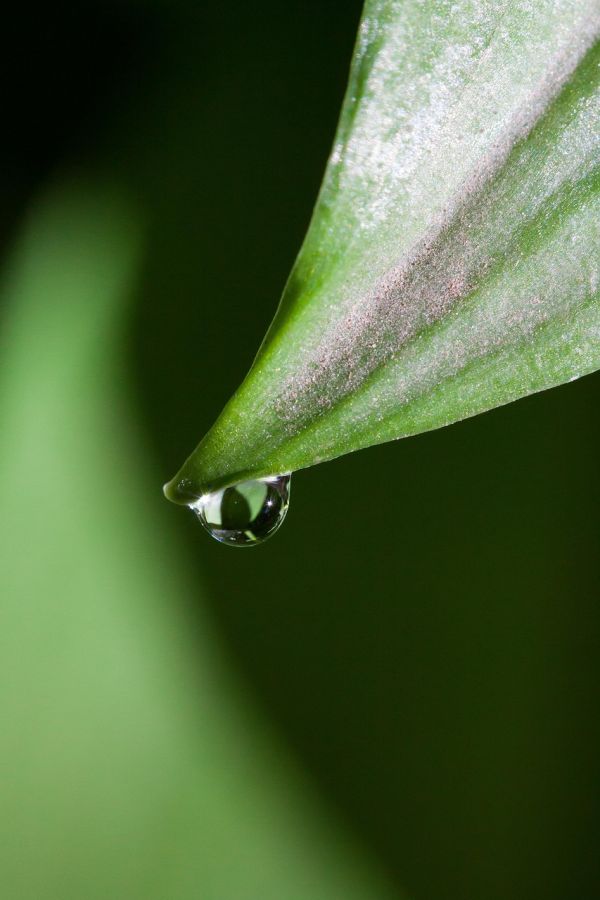探索草藥類(lèi)植物的奧秘，自然療法的現(xiàn)代應(yīng)用