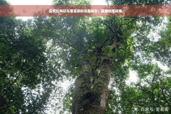 探究紅枸杞與普洱茶的完美融合：健康飲用指南