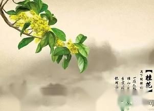 喝桂花酒有什麼好處？桂花酒的功效與作用 第3張