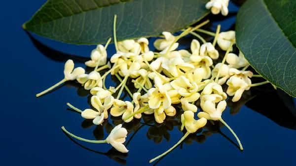 桂花籽泡酒：傳統(tǒng)與健康的結(jié)合 桂花籽可以泡酒嗎
