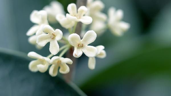 桂花籽泡酒：傳統(tǒng)與健康的結(jié)合 桂花籽可以泡酒嗎