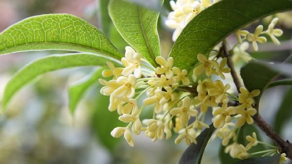 桂花籽泡酒：傳統(tǒng)與健康的結(jié)合 桂花籽可以泡酒嗎