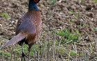 農(nóng)村正在逐步消失的五大野生動物，你們都認(rèn)識嗎