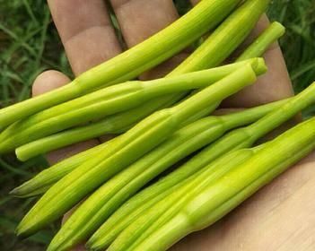 黄花菜是否有种子？（探究黄花菜的繁殖方式及注意事项）