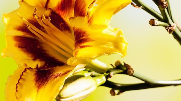 鲜黄花菜是什么样的