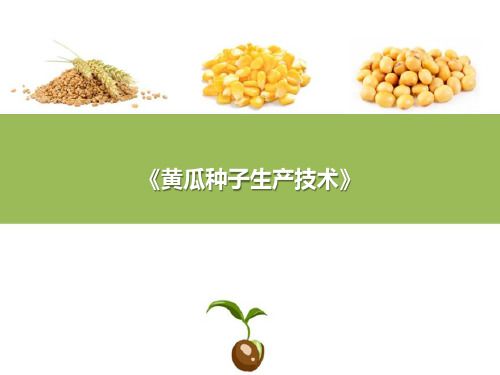 黄瓜种子生产技术—黄瓜生长对环境条件的要求