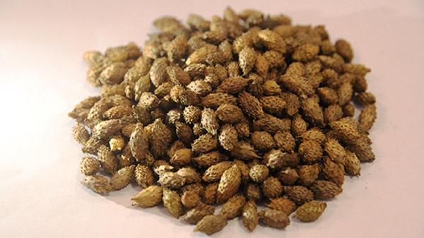 炒蒼耳子與蒼耳子區(qū)別