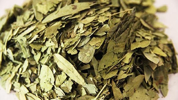 番泻叶泡茶能减肥吗