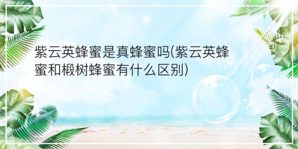 紫云英蜂蜜是真蜂蜜嗎(紫云英蜂蜜和椴樹蜂蜜有什么區(qū)別)