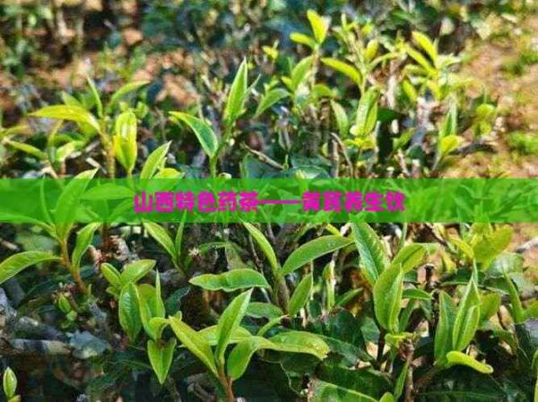 山西特色药茶——黄芪养生饮