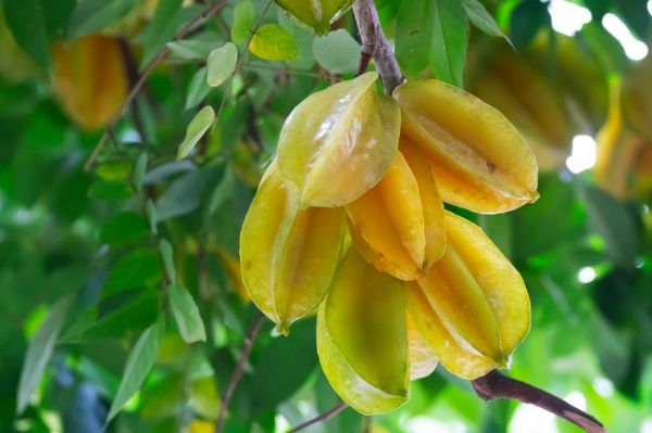 a vibrant close up shot of ripe starfruits (averrhoa carambola) hanging on a tree branch in costa rica. the starfruits, with their bright yellow color and unique star like shape, are surrounded by lush green leaves, highlighting the natural beauty and tropical abundance of the region. this image captures the fresh and organic feel of tropical agriculture.