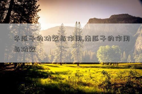 冬瓜子的功效与作用,南瓜子的作用与功效