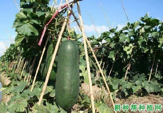 西葫芦种植技术解答