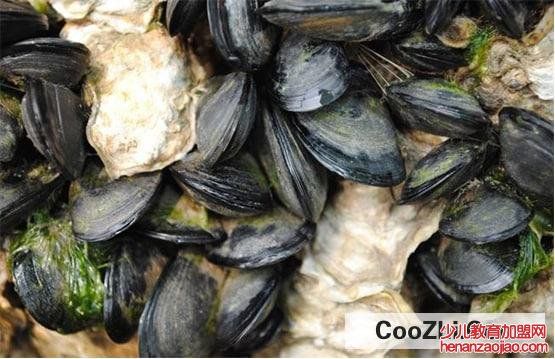 海瓜子怎么保存最好