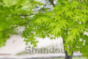 奥利司他价格表，奥利司他规格价格