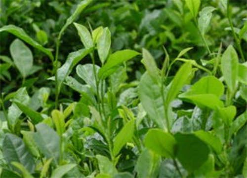 绿茶和蜂蜜一起泡茶吗_绿茶和蜂蜜能一起泡吗-第1张-茶叶知识-凤凰单丛茶网