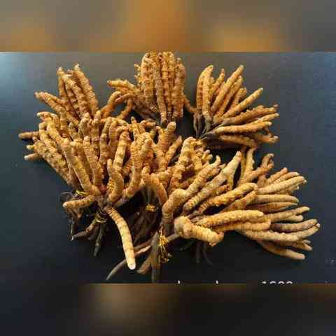 燕窩替代品全解析：高性價(jià)比食材推薦與營(yíng)養(yǎng)對(duì)比指南