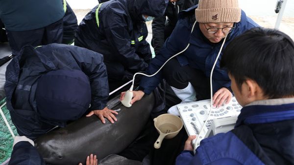 安徽铜陵：长江江豚上岸体检