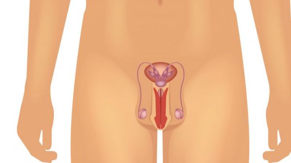 男性生殖器標準是多大