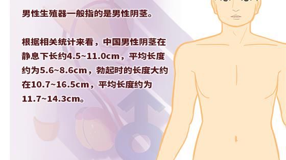 中國男性生殖器平均長度