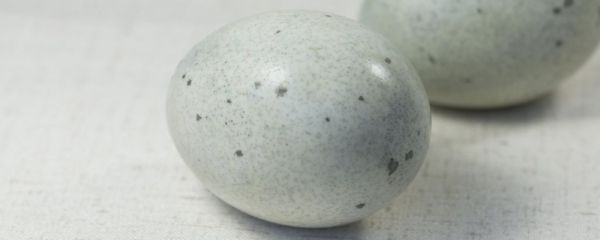 皮蛋是人间美味还是健康杀手 皮蛋要注意什么 皮蛋有哪些注意事项