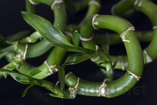 碧生源常润茶和清源茶哪个通便好，碧生源常润茶与碧生源清源茶的区别